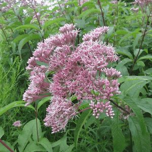 eutrochium maculatum common name