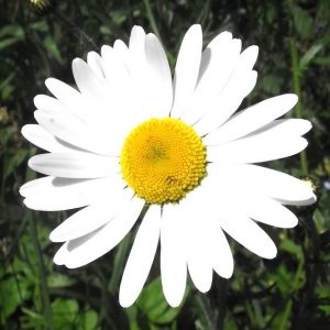 Common daisy
