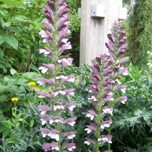 Acanthus spinosus