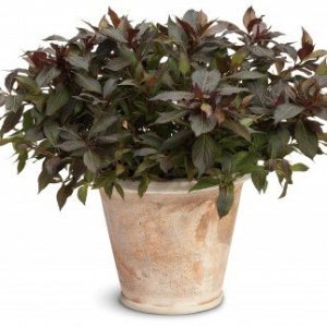 Weigelaflor Midnight Wine