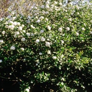 Vibcarlesii Koreanspice