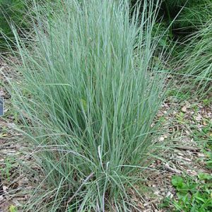 Schizachyrium Scoparium