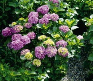 French hydrangea