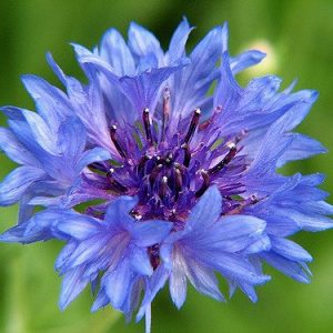 Cornflower