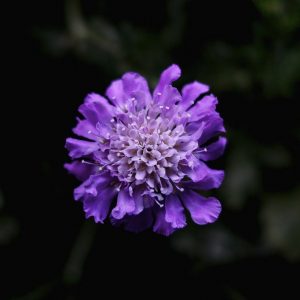 Scabiosa Butterfly Blue 9cm Pot