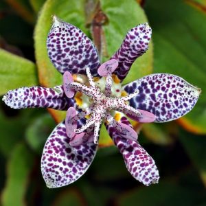Tricyrtis_hirta blossom_top