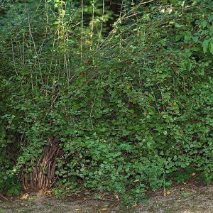 Ribes_alpinum_-_bush