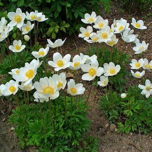 Anemone_sylvestris