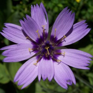 Catananche_caerulea