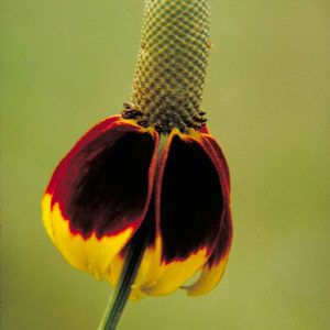 Mexican_hat_flower_plant_ratibida_columnaris