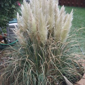 Dwarf Pampas Grass-Cortaderia Selloana Pumila