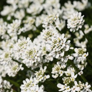 iberis zwergschneeflocke