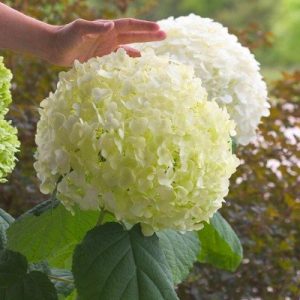 hydrangea incrediball white ontario canada