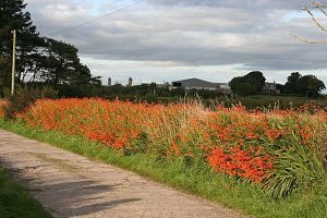 crocosmia x crocosmia in landscape