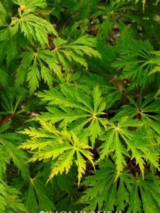 Acer japonicum