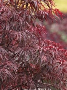 Acer palmatum dissectum Red Dragon Maple