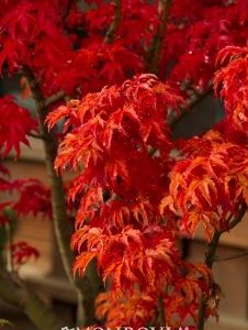 Acer palmatum shishigashira Maple