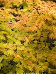 Acer shirasawanum Autumn Moon Maple