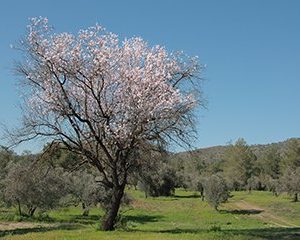 almond tree wikimedia commons