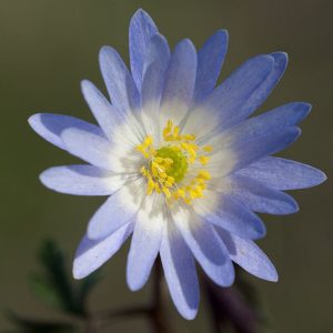 Anemone_blanda Winter_windflower