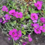 Arabis_blepharophylla_Rose_Rock_Cress