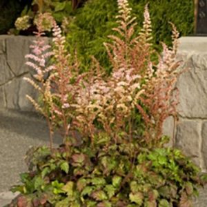 Astilbe arendsii Color Flash