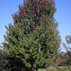 Autumn Blaze Maple grn tree