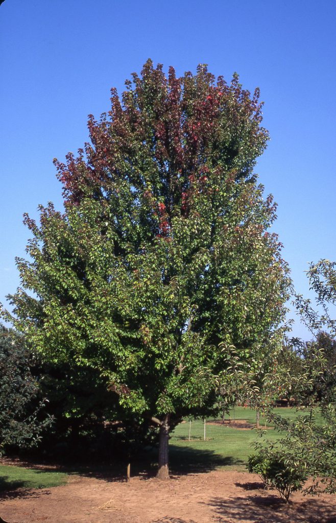Autumn Blaze Maple grn tree