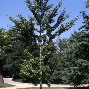 Autumn Gold Ginkgo grn tree