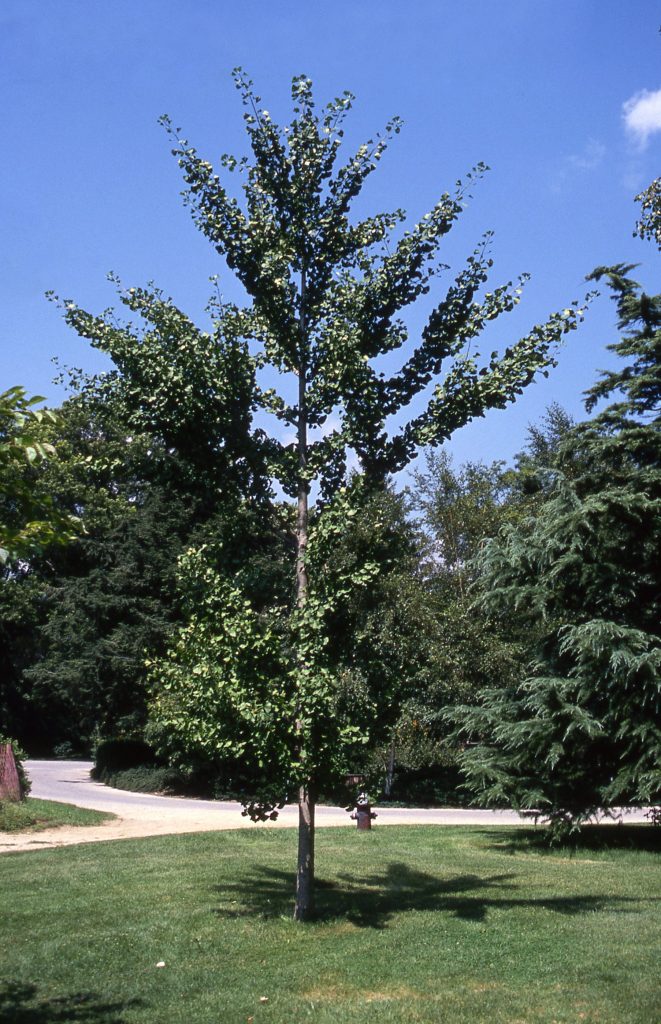 Autumn Gold Ginkgo grn tree