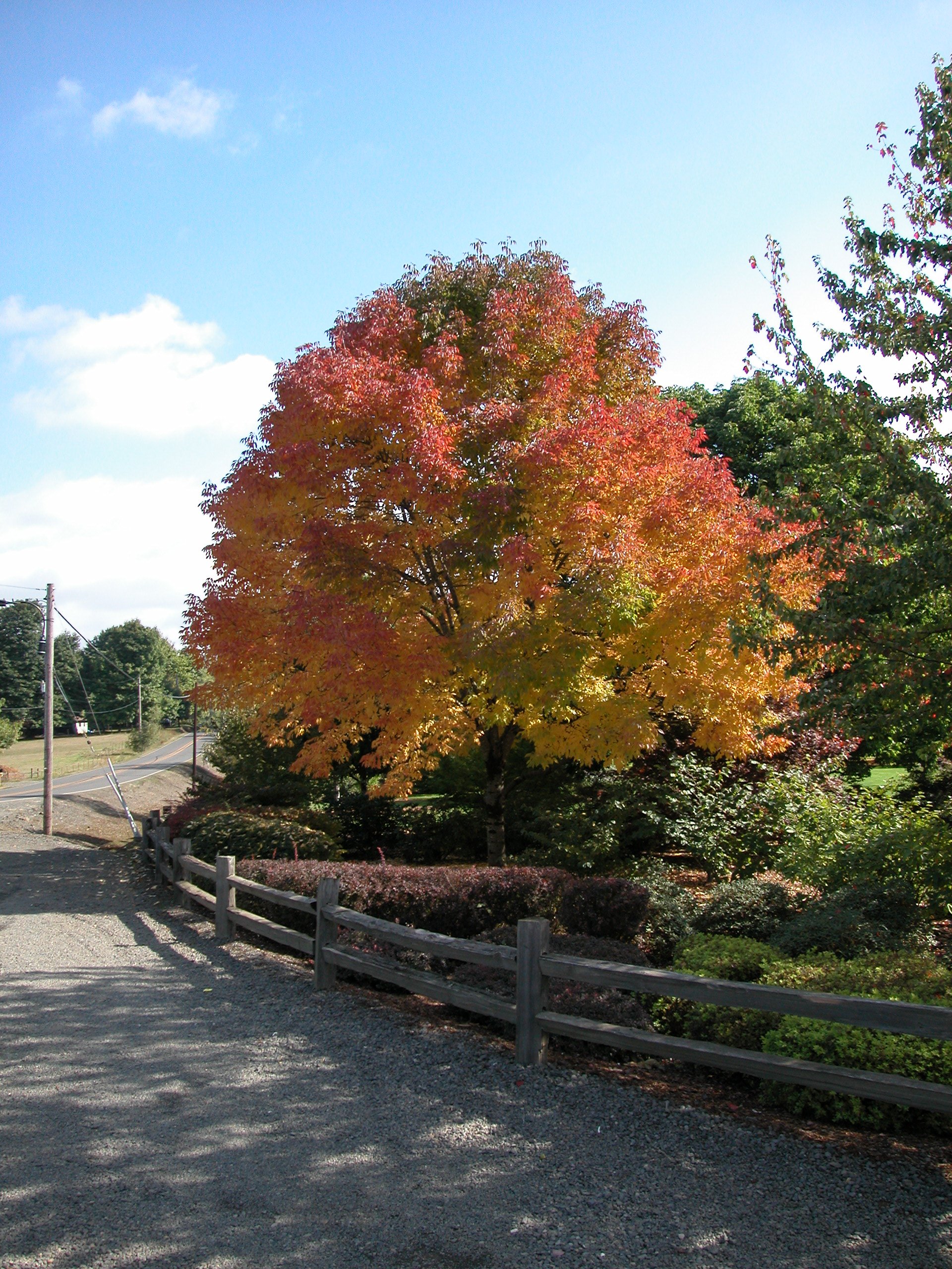 Autumn Purple Ash Glover Nursery