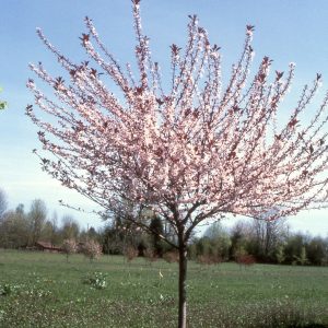 Big Cis Plum flwg tree