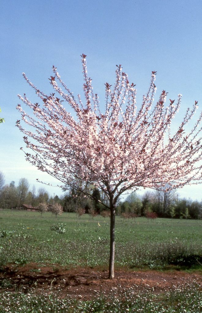 Big Cis Plum flwg tree