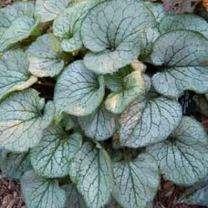 Brunnera_macro_Jack_Frost