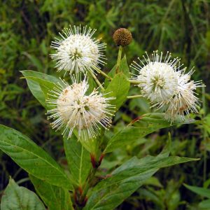 Buttonbush_in_the_Everglades