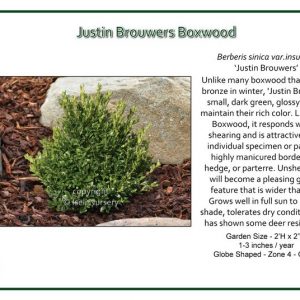 Buxus-sinica-insularis-JustinBrowers