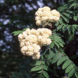 Cardinal Royal Mtn Ash flower