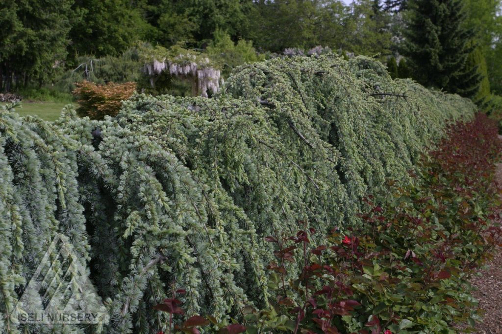 Cedrusatlantica Glauca Pendula