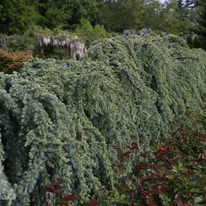 Cedrusatlantica Glauca Pendula