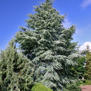 CedrusatlanticaGlauca