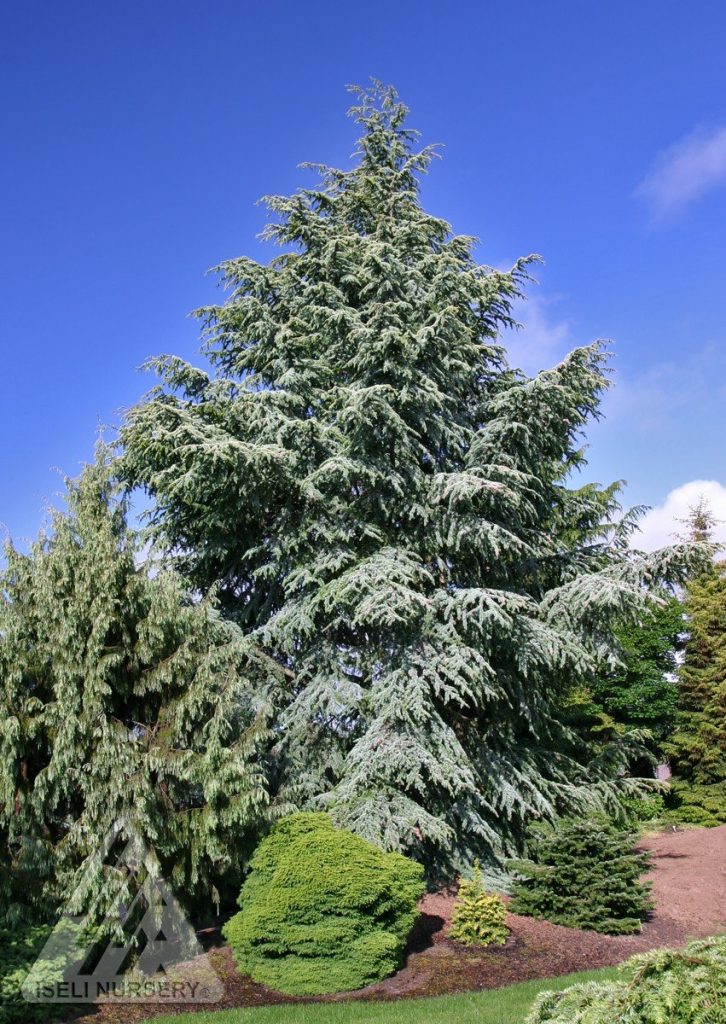 CedrusatlanticaGlauca