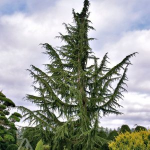 Cedruslibani Glauca Pendula
