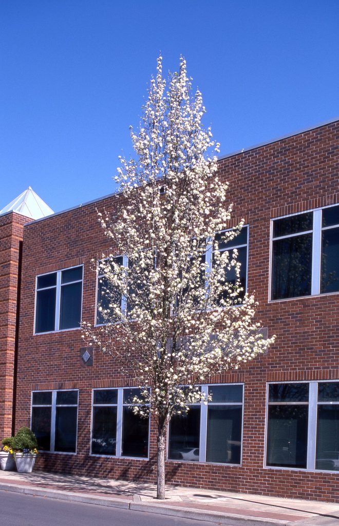 Chanticleer Pear flwg tree