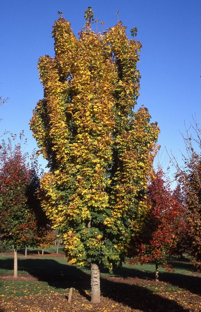 Columnar Norway Maple fc tree