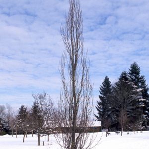 Columnar Tulip Tree bare