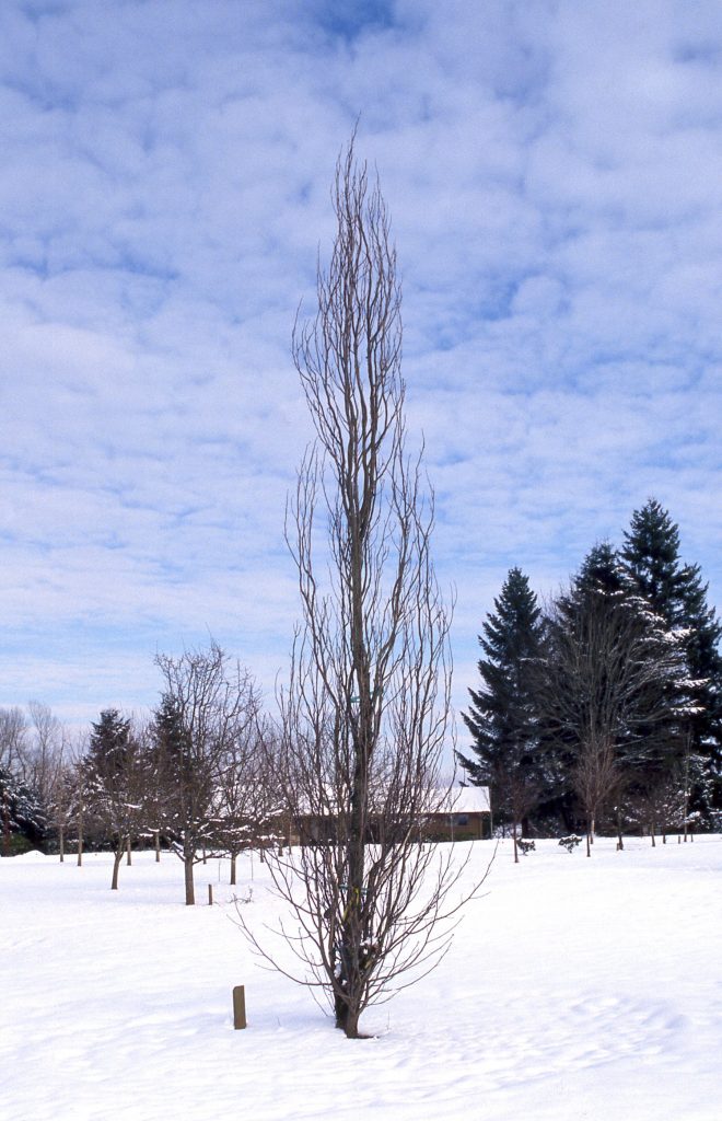 Columnar Tulip Tree bare
