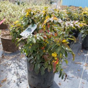 Compact Oregon Grape