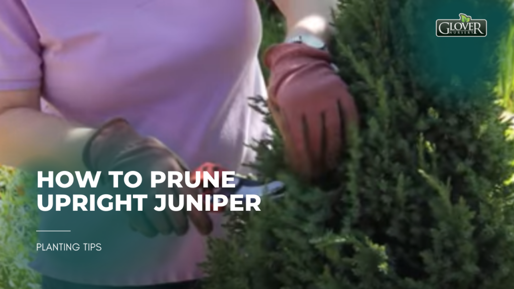 How to Prune Upright Juniper