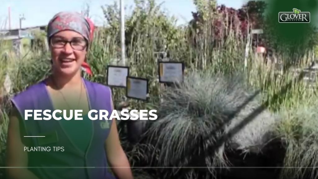 Glover Nursery - Fescue Grasses