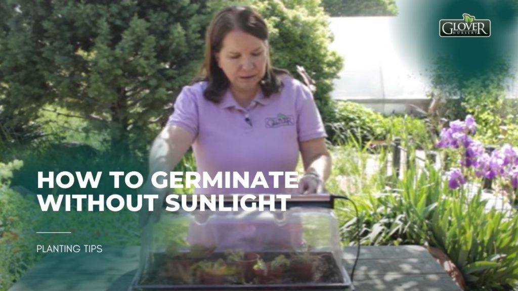 How to Germinate without Sunlight